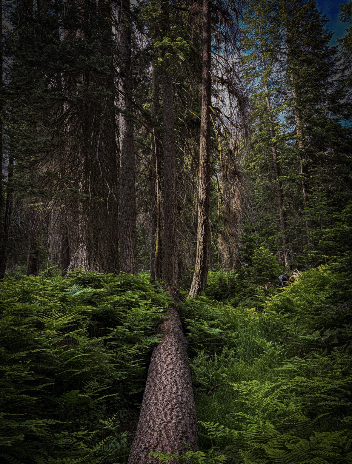Forest Line fine-art photograph by Cooper Zembo