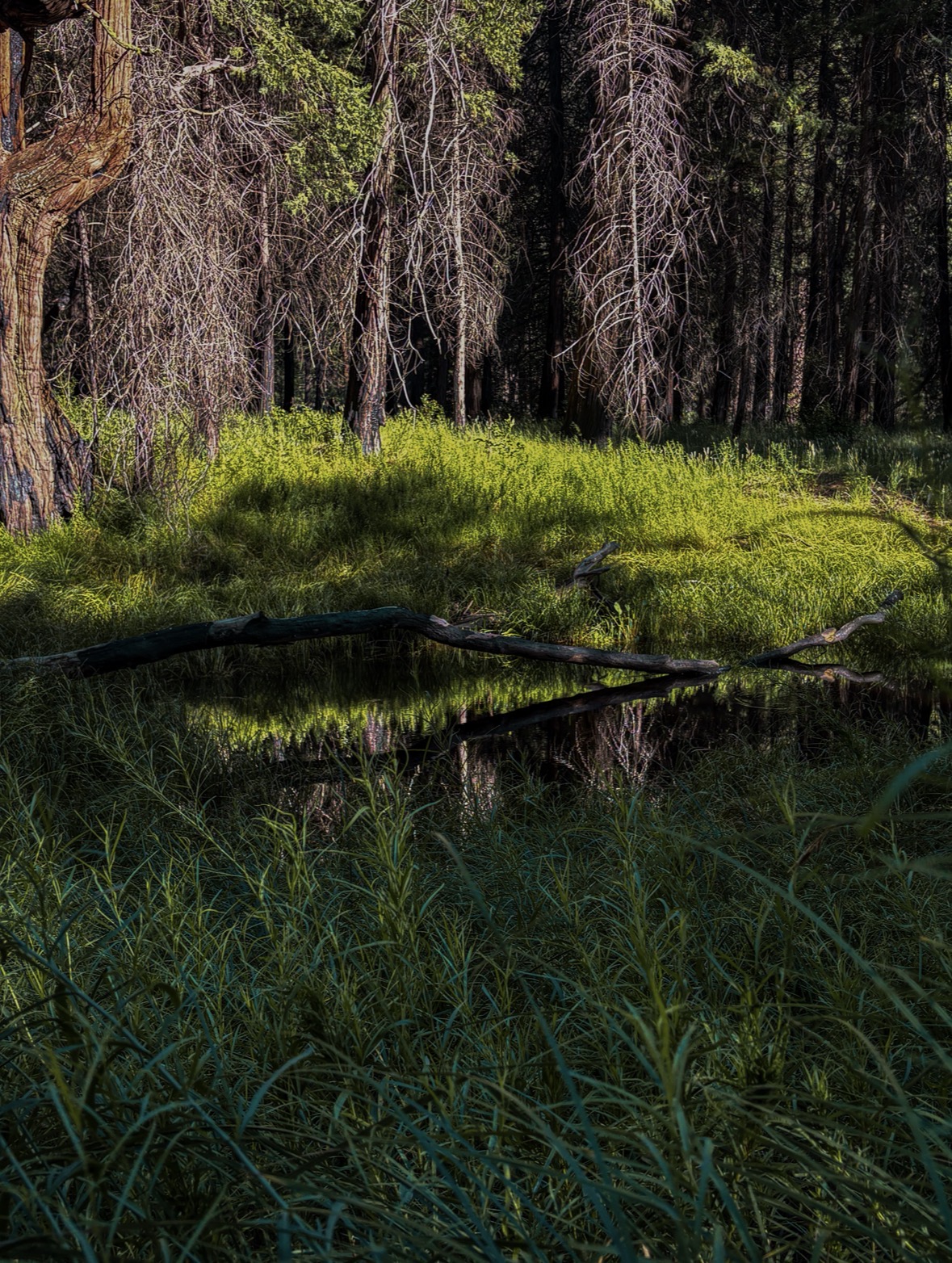 Quiet Meadow Trail fine-art photograph by Cooper Zembo