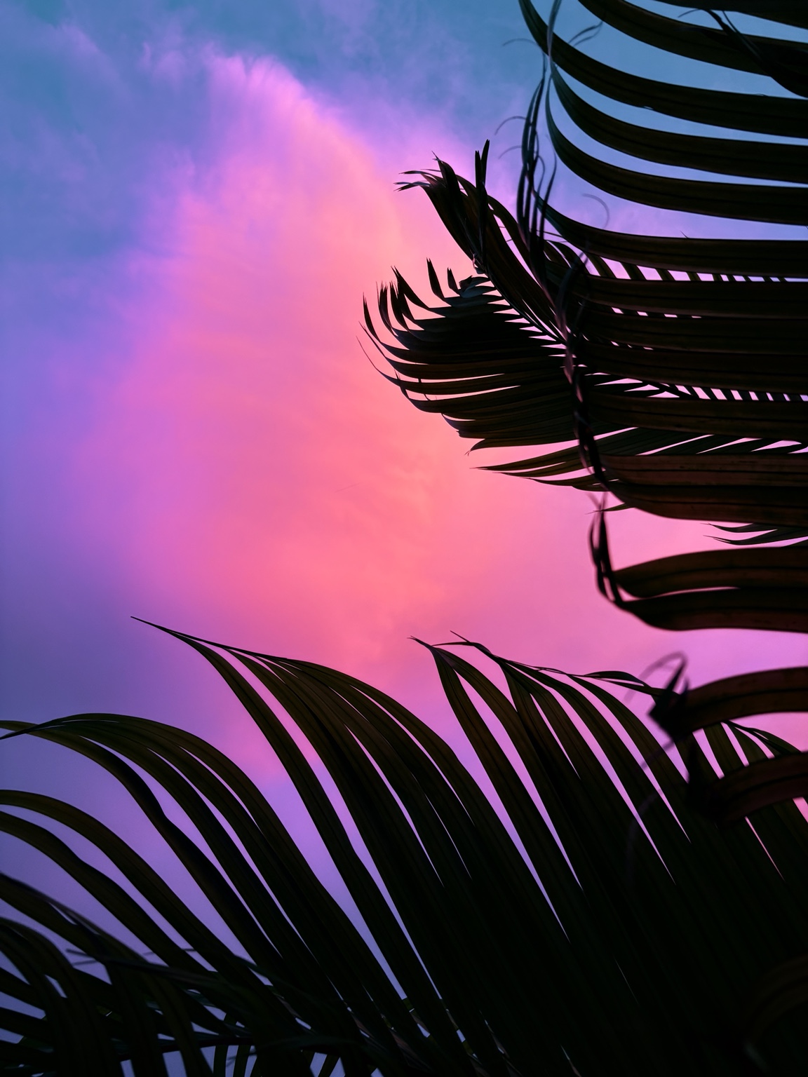 Violet Palms fine-art photograph by Cooper Zembo