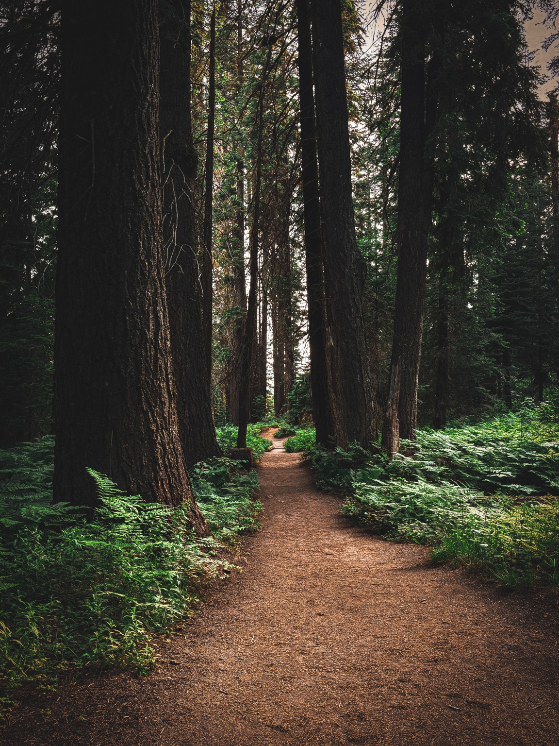 Fernwood Path fine-art photograph by Cooper Zembo
