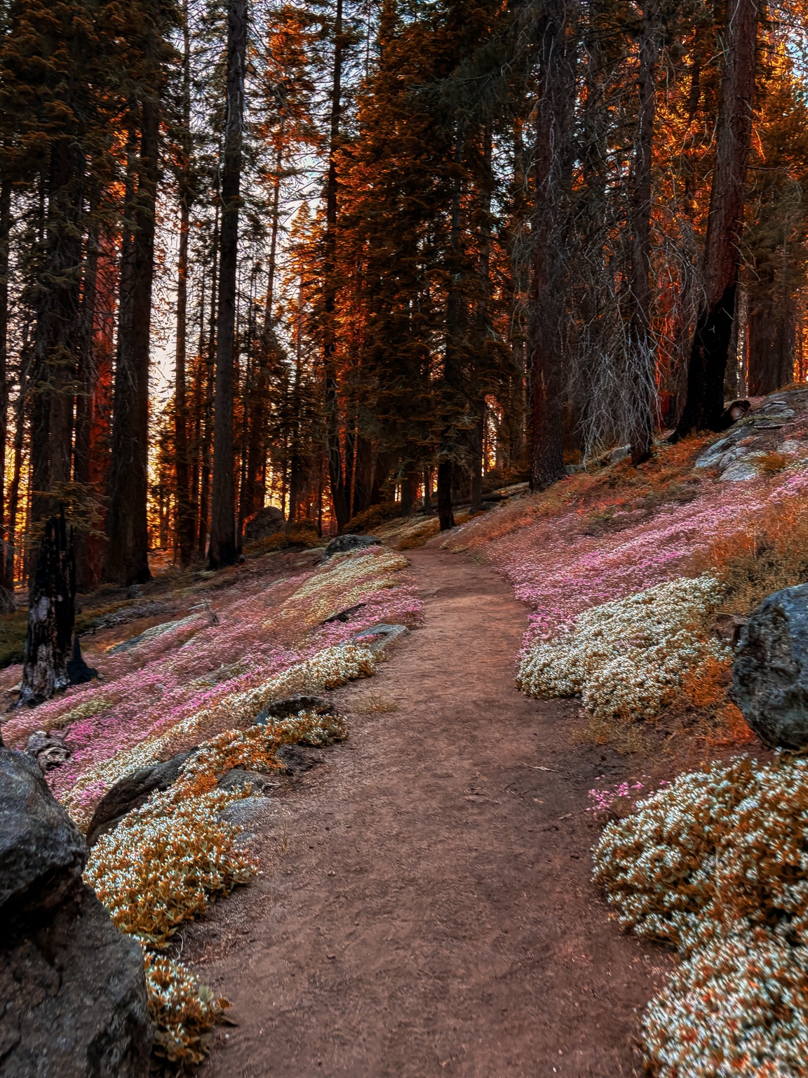 Wildflower Trail fine-art photograph by Cooper Zembo