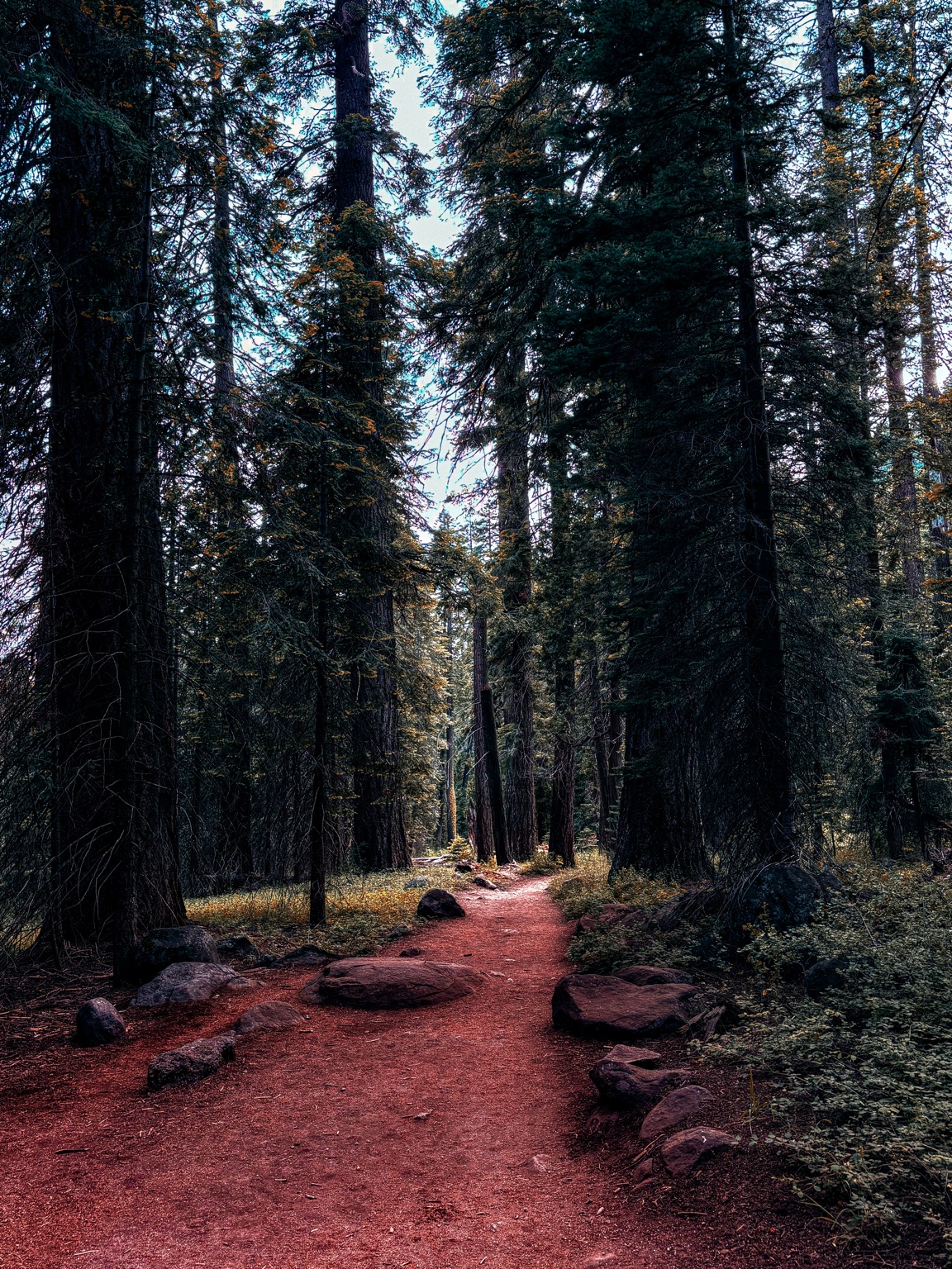 Redwood Passage fine-art photograph by Cooper Zembo
