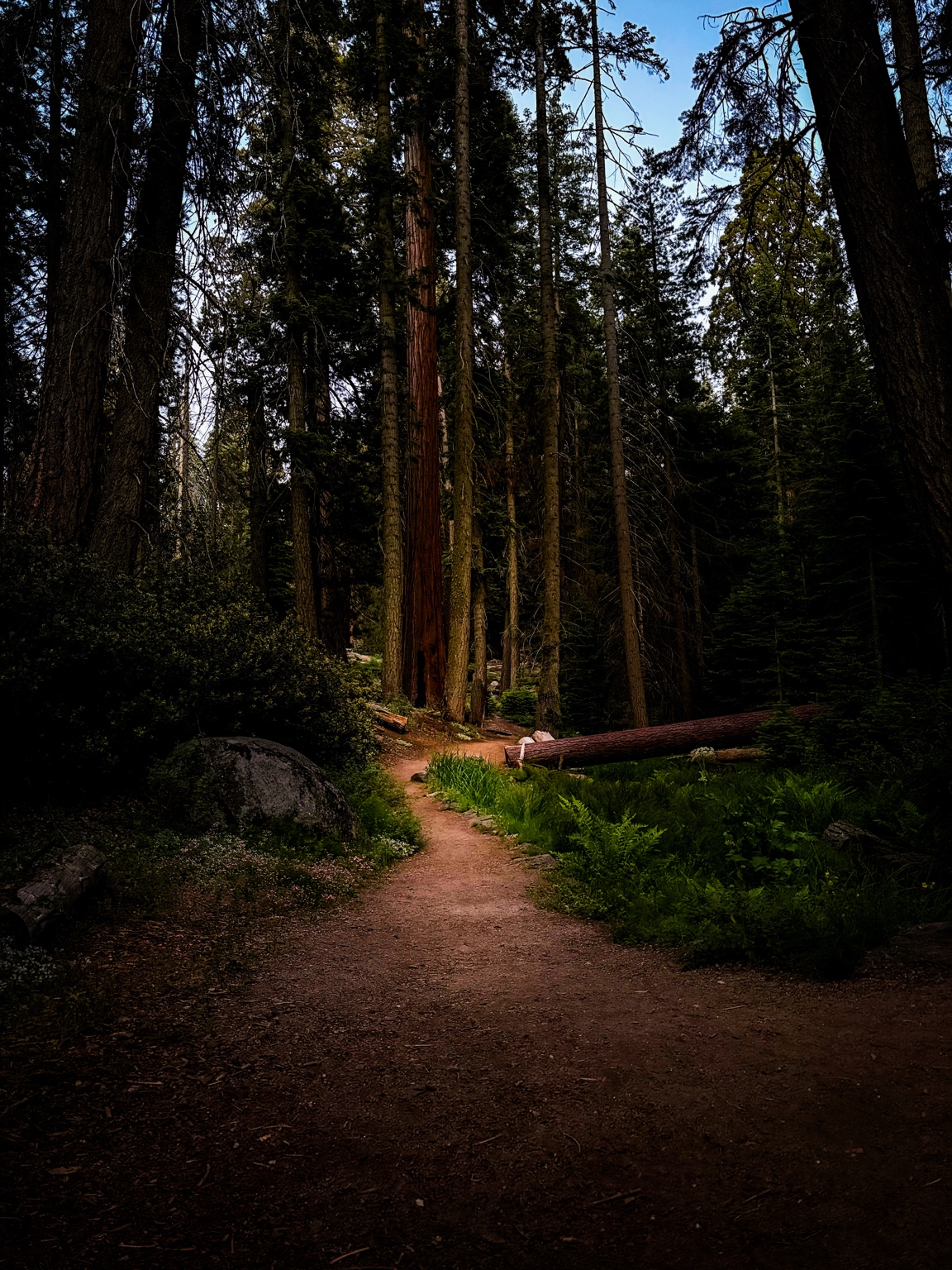 Into the Grove fine-art photograph by Cooper Zembo
