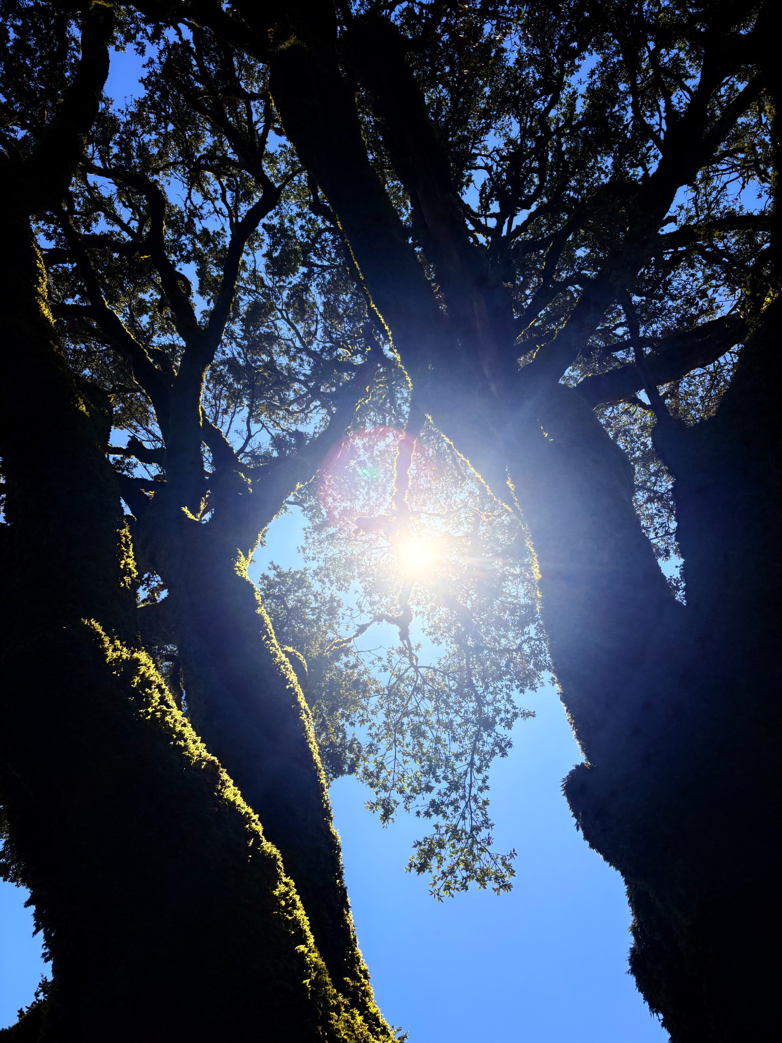 Sun Through the Canopy fine-art photograph by Cooper Zembo