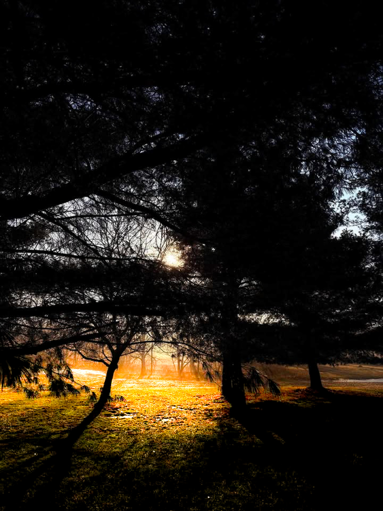 Golden Forest Floor fine-art photograph by Cooper Zembo