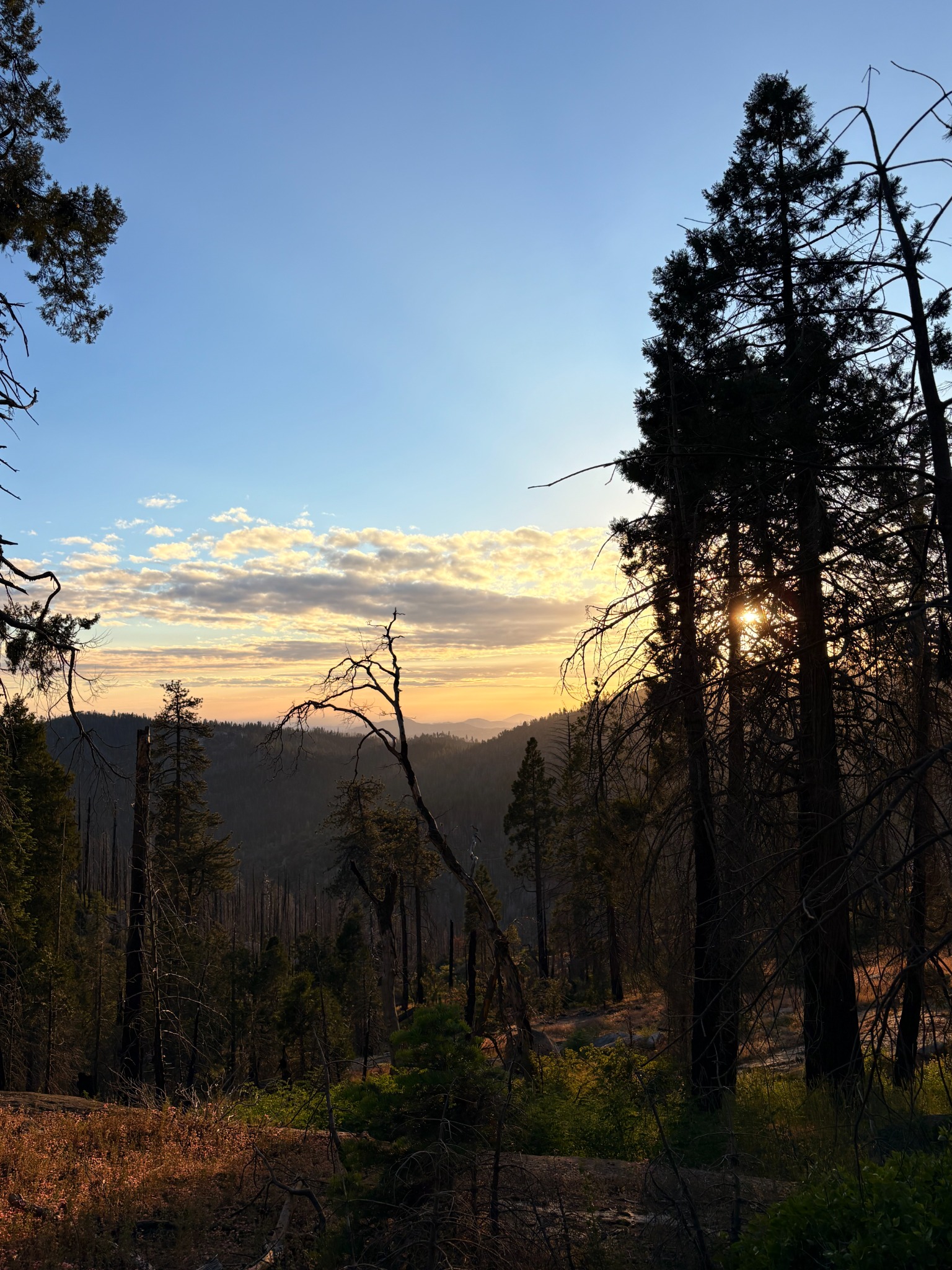 Last Light Pines fine-art photograph by Cooper Zembo